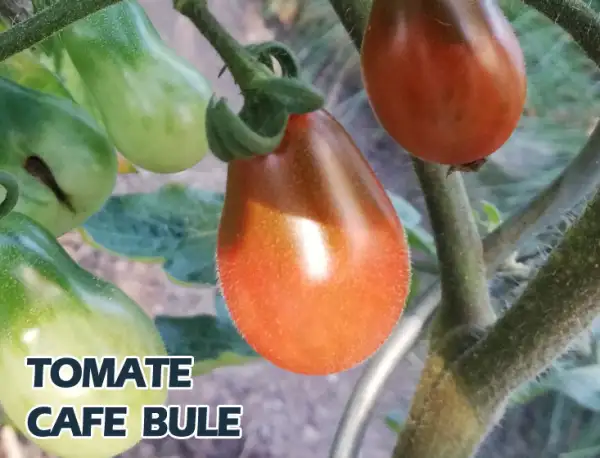 Tomaten: Cafe Bulé