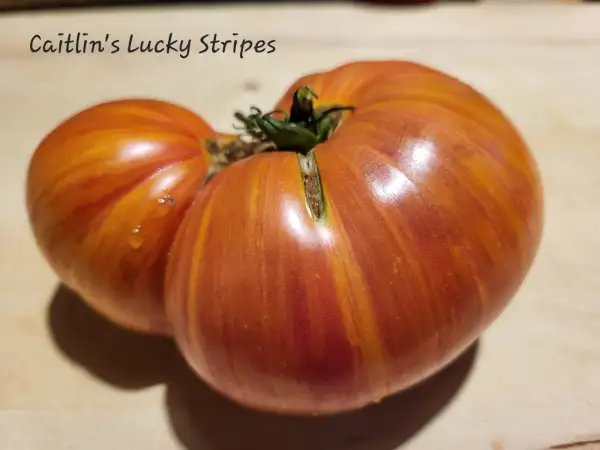 Tomaten: Caitlyn´s Lucky Stripes