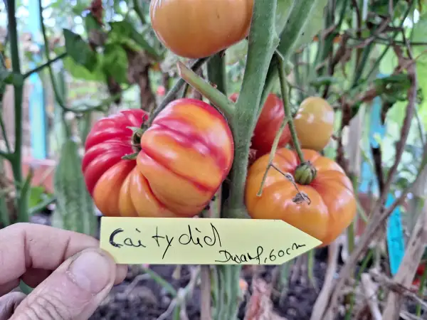 Tomaten: Caitydid