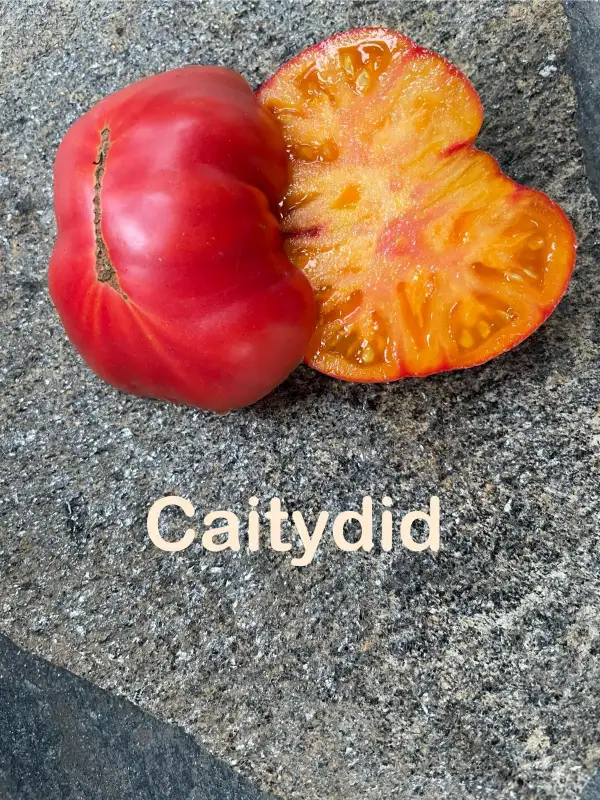 Tomaten: Caitydid