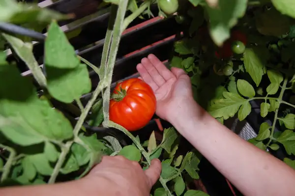 Tomaten: Caitydid