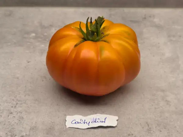 Tomaten: Caitydid