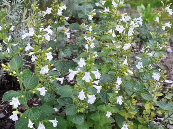 Kräuter: Calamintha nepeta 