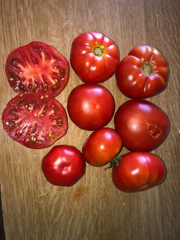 Tomaten: Calapata