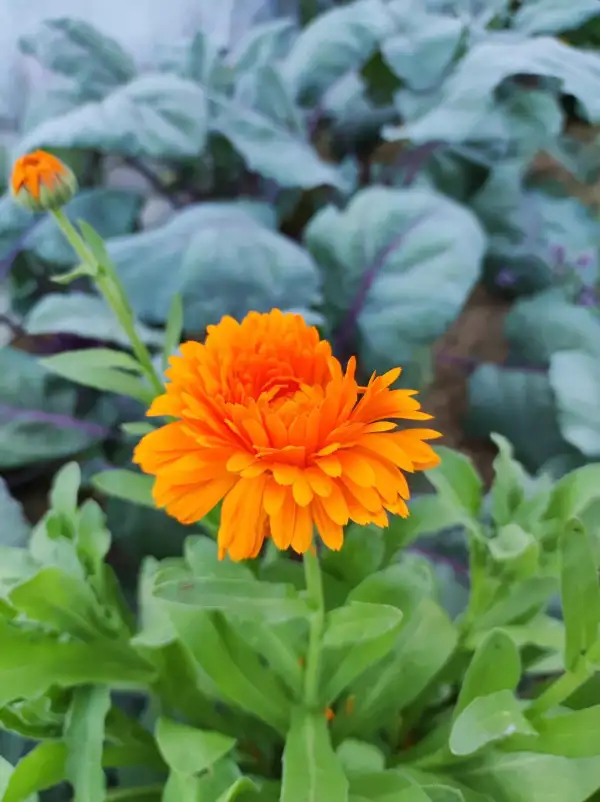 Blumen: Calendula - Ringelblume