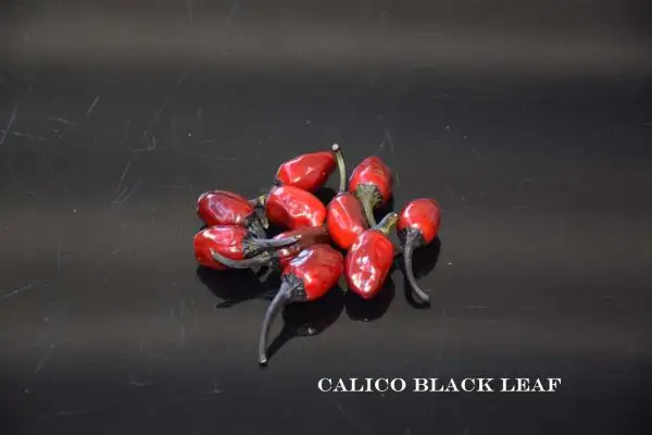 Chili / Paprika: Calico Black Leaf