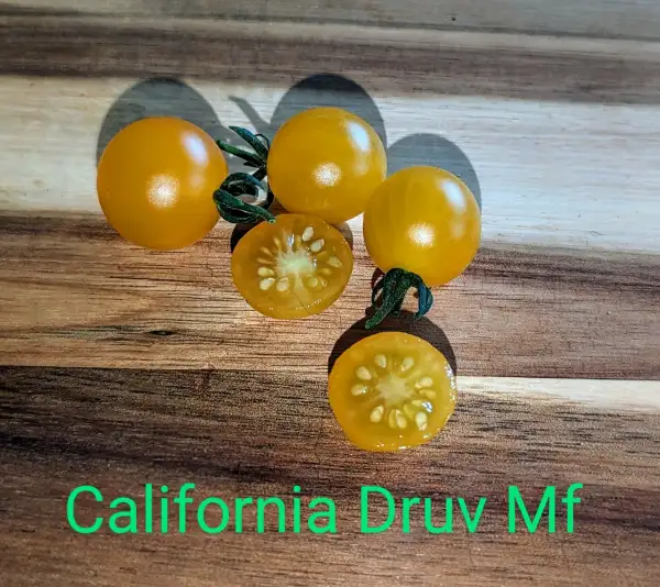 Tomaten: California Druv