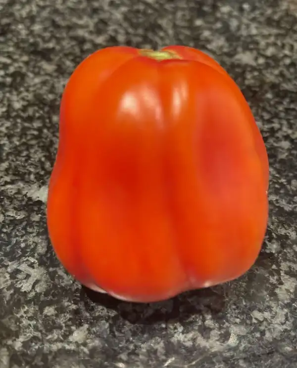 Tomaten: California Tulip - Stabtomate