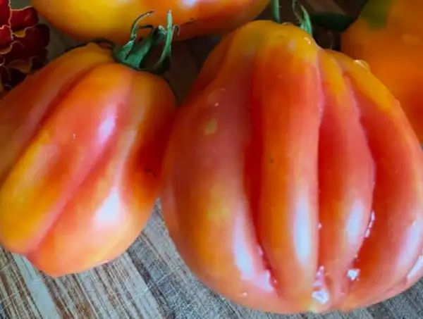 Tomaten: California Tulip