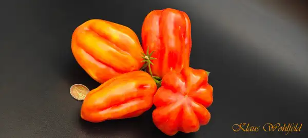 Tomaten: California Tulip