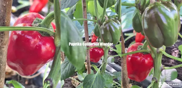 Chili / Paprika: California Wonder - Paprika