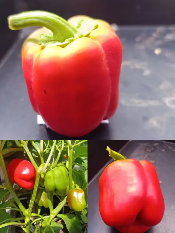 Paprika: California Wonder