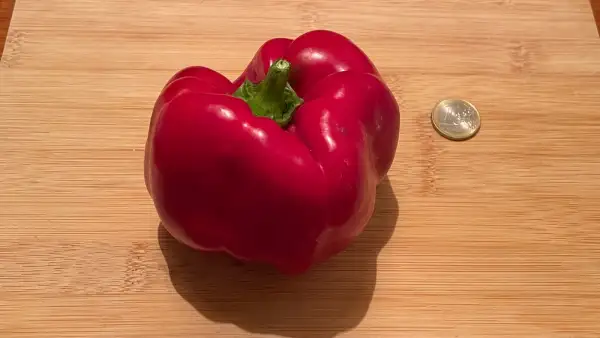 Paprika: California Wonder