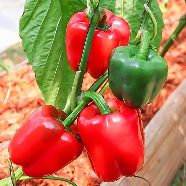 Paprika: California Wonder
