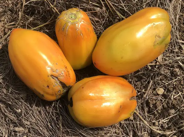 Tomaten: Californian Tulip