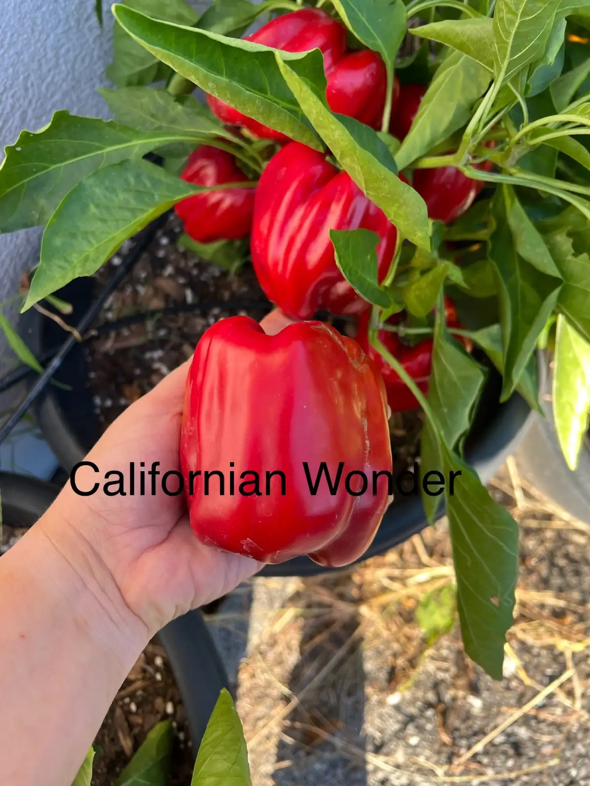 Chili / Paprika: Californian Wonder