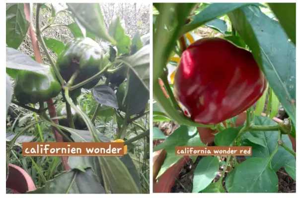 Paprika: Californien Wonder Red