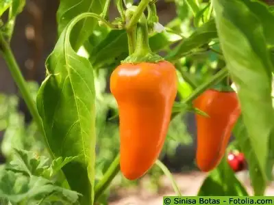 Chili / Paprika: Californischer Peperoni Orange