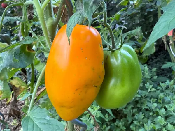 Tomaten: CALKUTTA