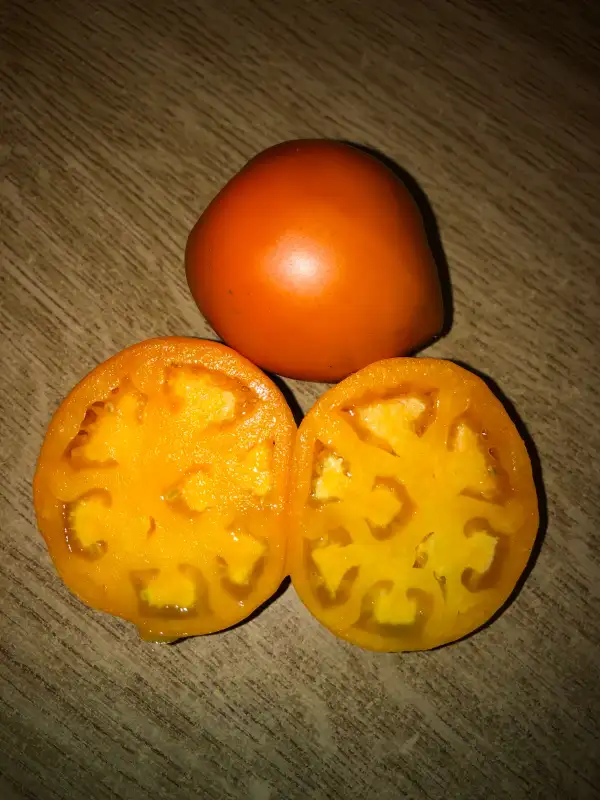 Tomaten: Calli Orange