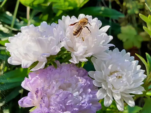 Blumen: Callistephus chinensis 