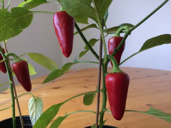 Chili / Paprika: Caloro