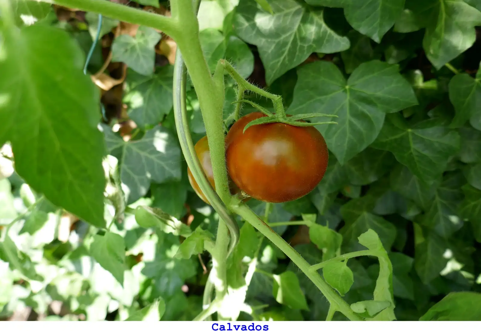 Tomaten: Calvados