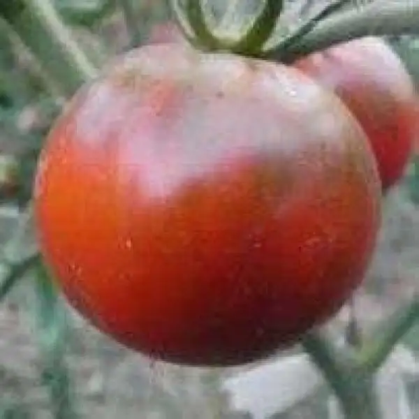 Tomaten: Calvados