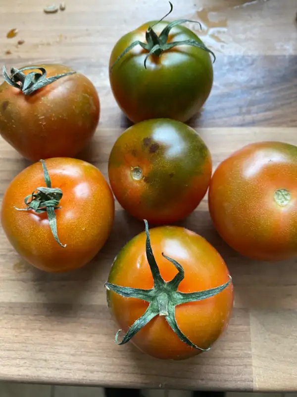 Tomaten: Camone