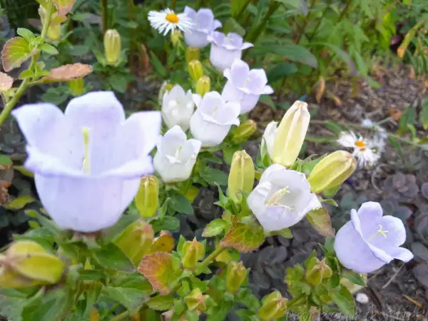 Blumen: Campanula incurva - Griechische ‣‣‣ Glockenblume - Greek Bellflower