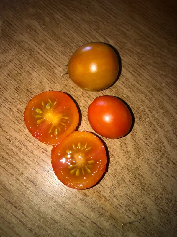 Tomaten: Canabec Orange