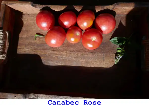 Tomaten: Canabec Rose