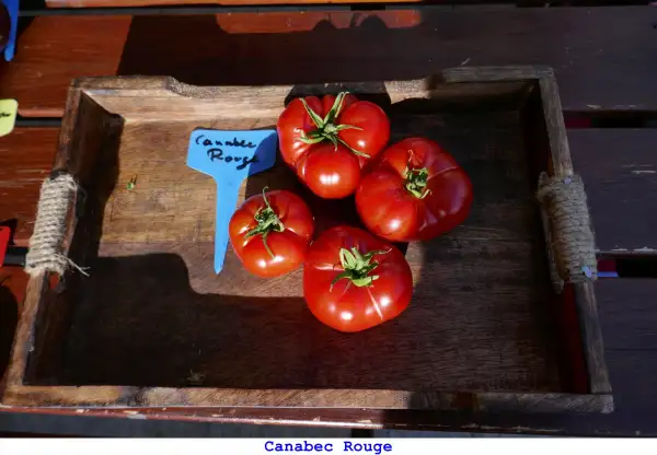 Tomaten: Canabec Rouge
