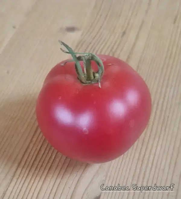 Tomaten: Canabec Superdwarf