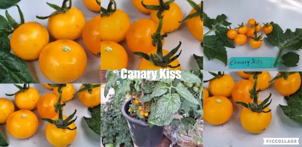 Tomaten: Canary Kiss - Zwergtomate