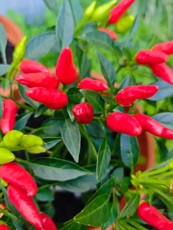 Chili / Paprika: Candlelight