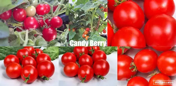 Tomaten: Candy Berry - Zwergtomate