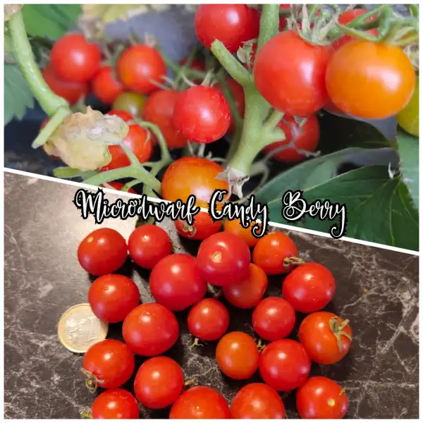 Tomaten: Candy Berry Microdwarf