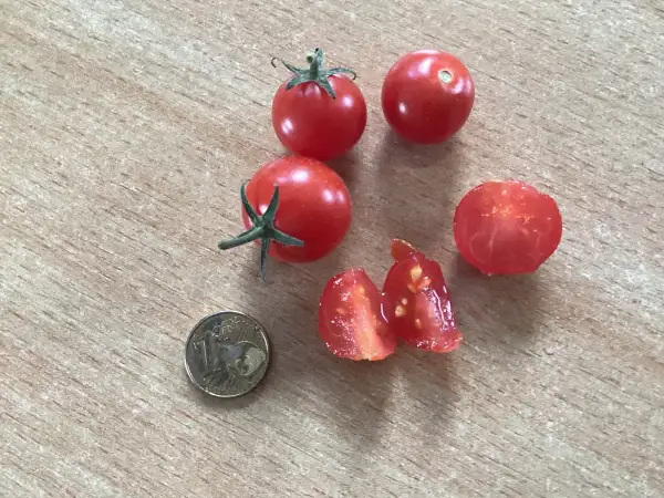 Tomaten: Candy Berry Microdwarf