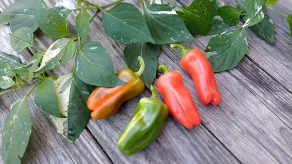 Chili / Paprika: Candy Cane