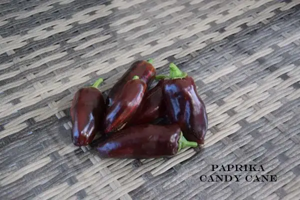 Chili / Paprika: Candy Cane