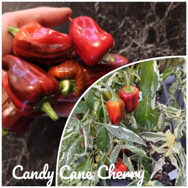 Chili / Paprika: Candy Cane Cherry (panaschiert) (2024) Paprika