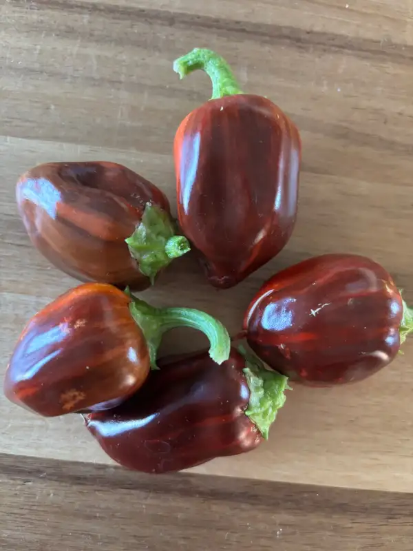 Chili / Paprika: Candy Cane Cherry / Snackpaprika süß