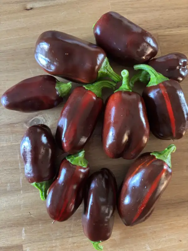Chili / Paprika: Candy Cane Choclate / Snackpaprika süß