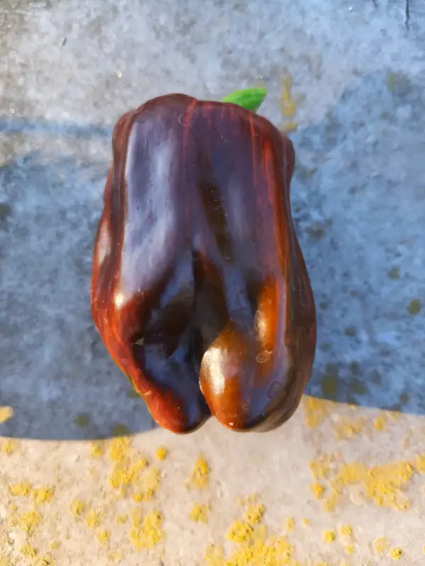 Paprika: Candy Cane Chocolate