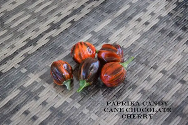 Chili / Paprika: Candy Cane Chocolate Cherry