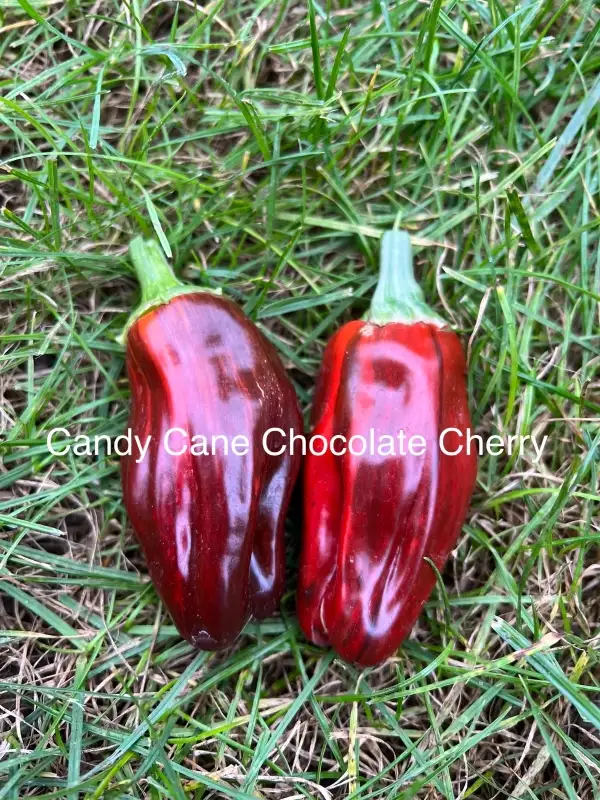 Chili / Paprika: Candy Cane Chocolate Cherry