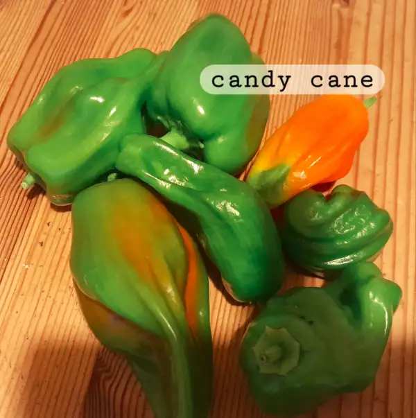 Chili / Paprika: Candy Cane Chocolate Cherry, Paprika süß