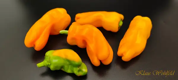 Chili / Paprika: Candy Cane gelb (panaschiert)