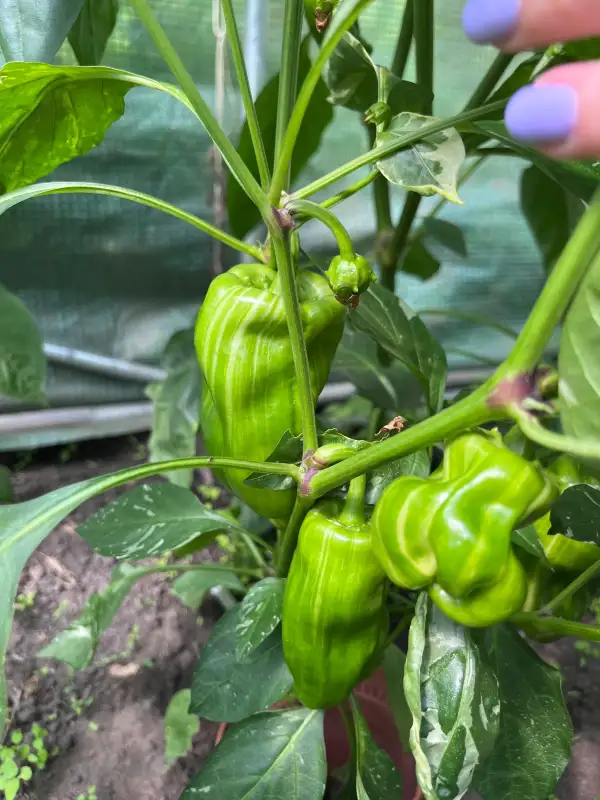 Chili / Paprika: Candy Cane Gelb Paprika